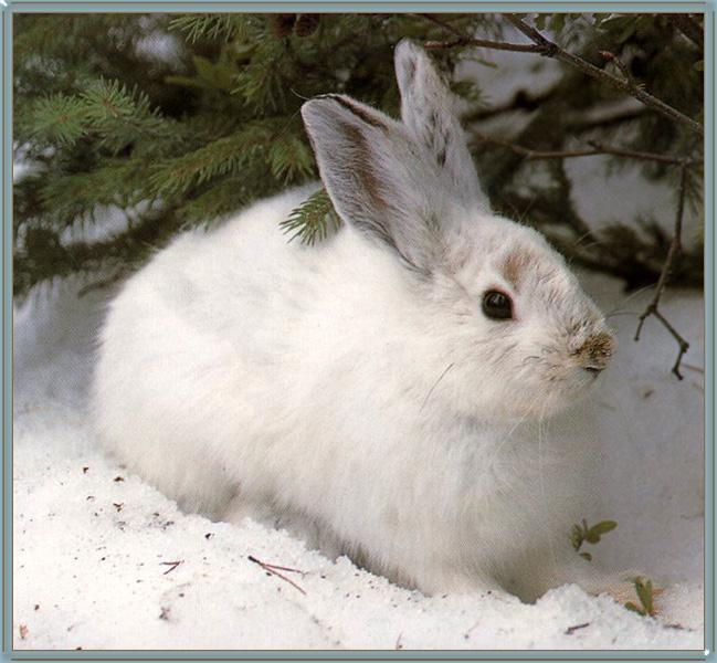 https://countrysports.files.wordpress.com/2015/11/snow-shoe-hare.jpg